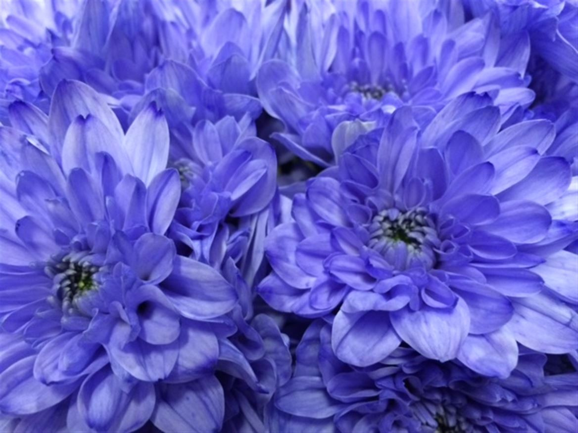 Chr t Paint Baltica Lilac