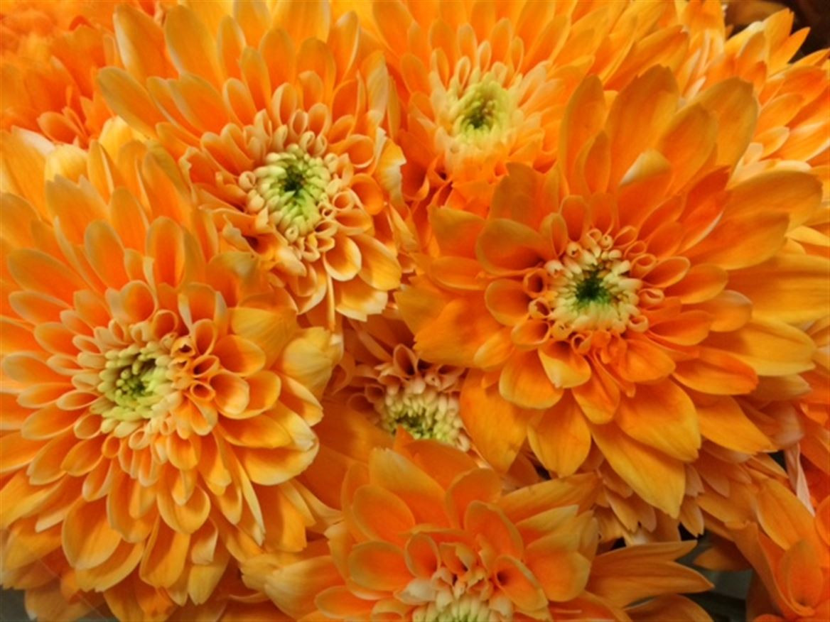 Chr t Paint Euro Apricot