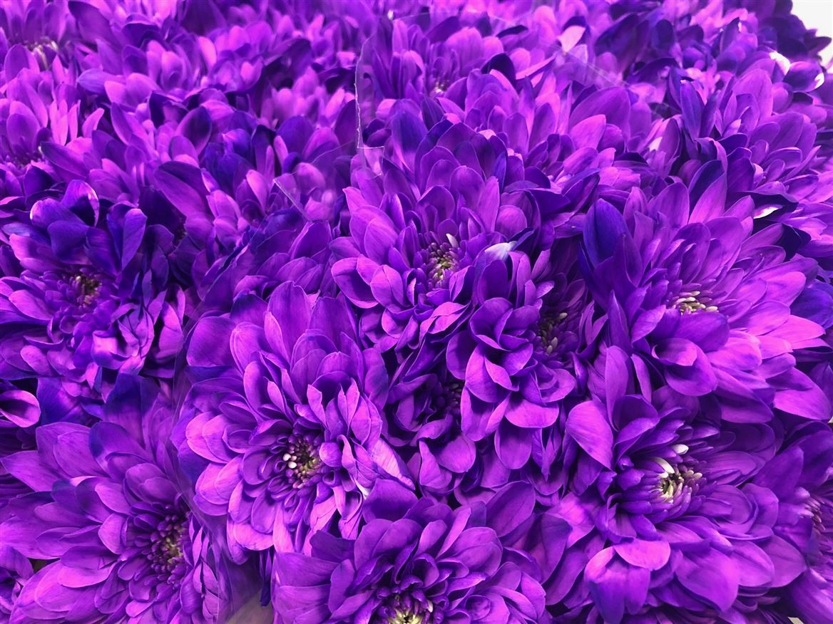 Chr t Paint Euro Violet