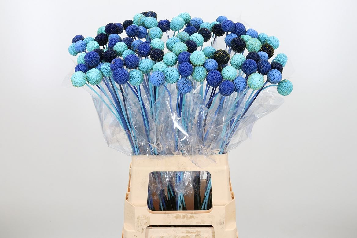 Craspedia Blue Lagoon Mix