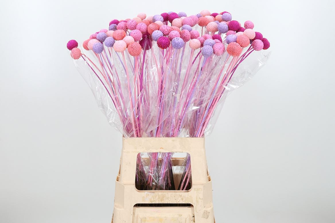 Craspedia Candy Mixed Xl