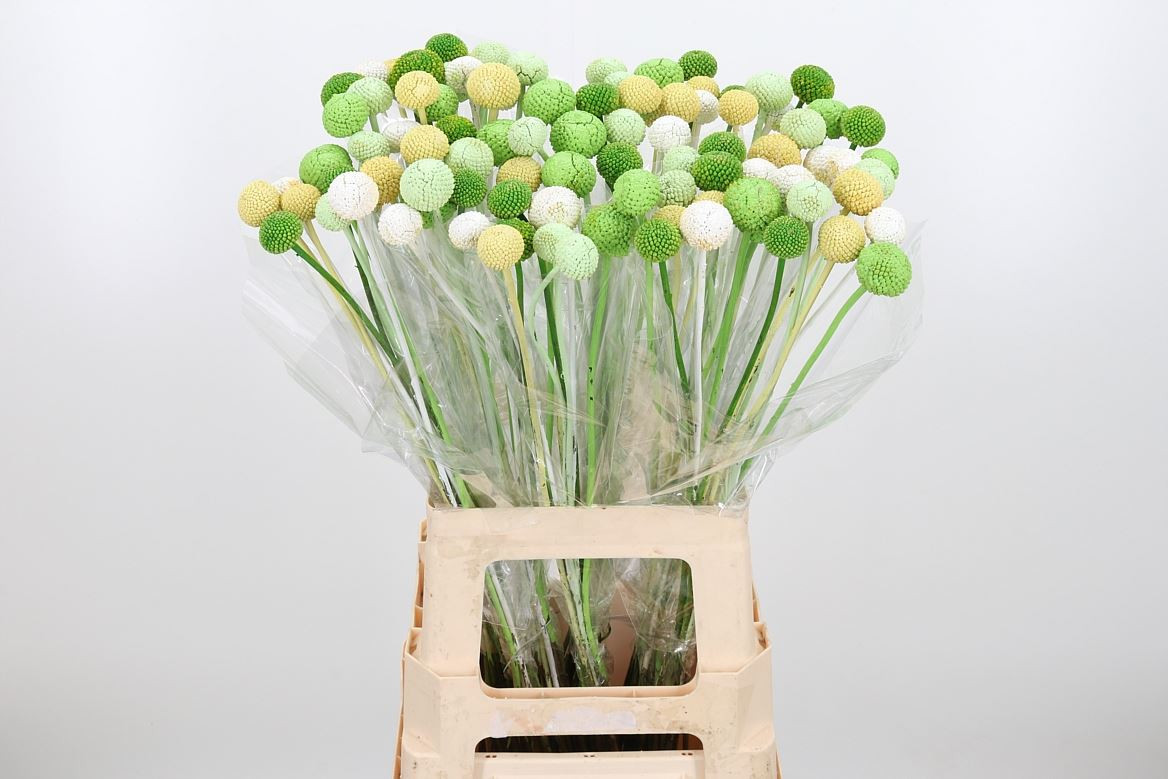 Craspedia Green Mixed
