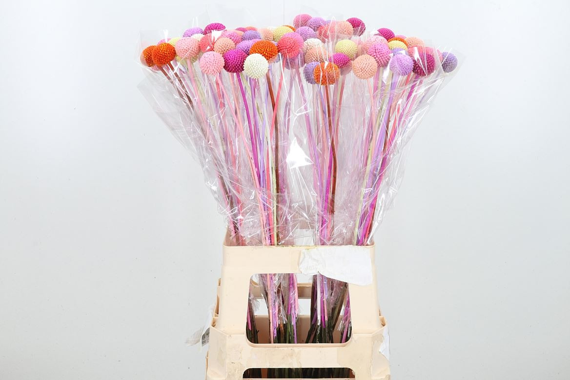 Craspedia Pastel Mixed Xl