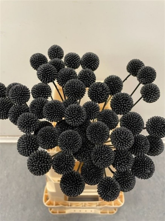 Craspedia P.Black