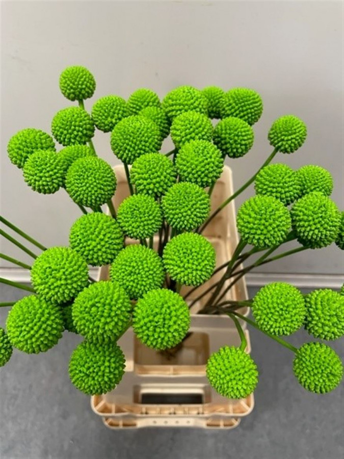 Craspedia P.Green