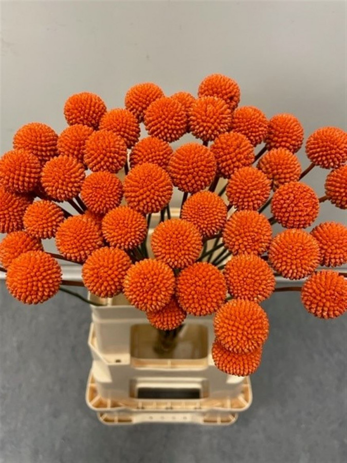 Craspedia P.Orange