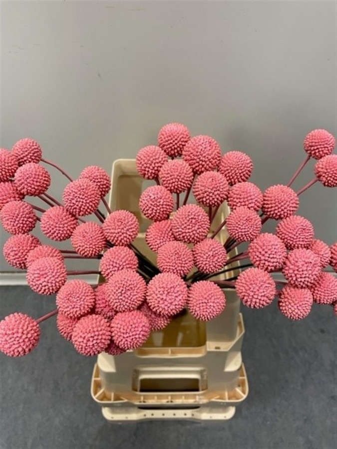 Craspedia P.Pink