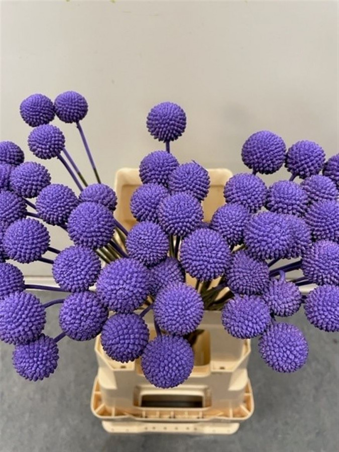 Craspedia P.Purple