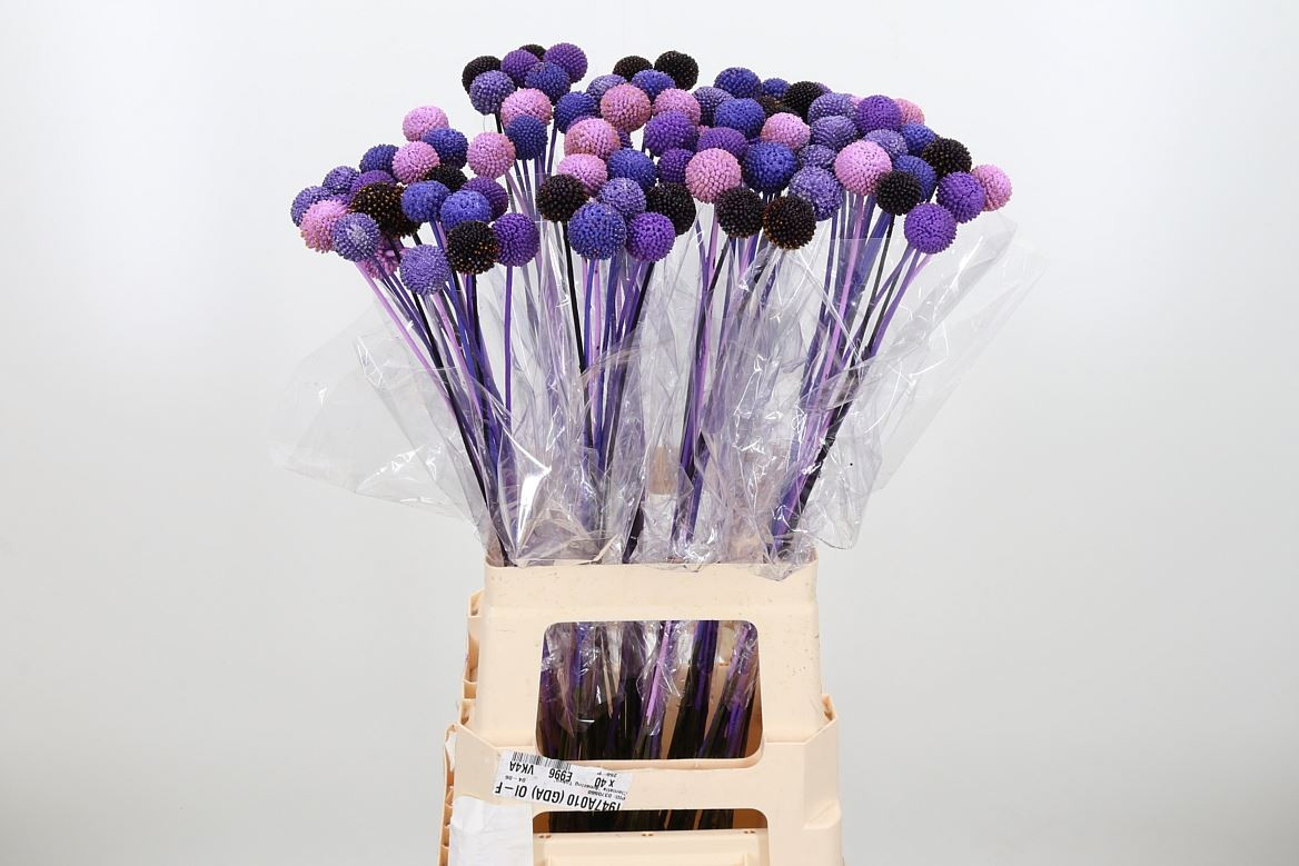 Craspedia Purple Mixed