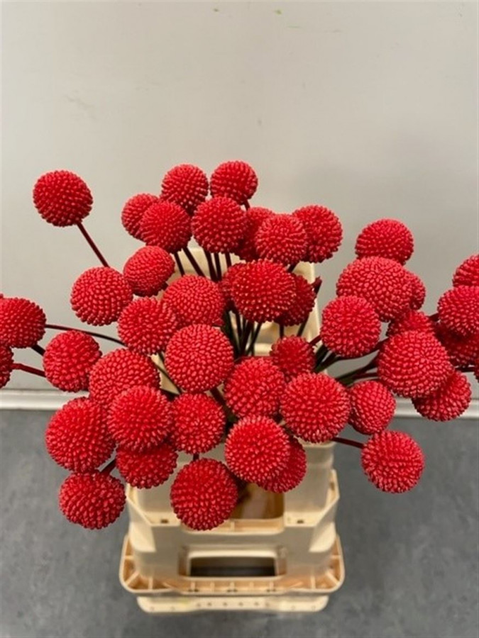 Craspedia P.Red