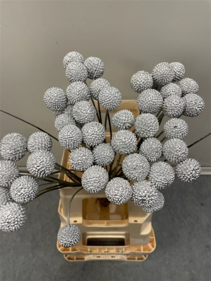Craspedia P.Silver