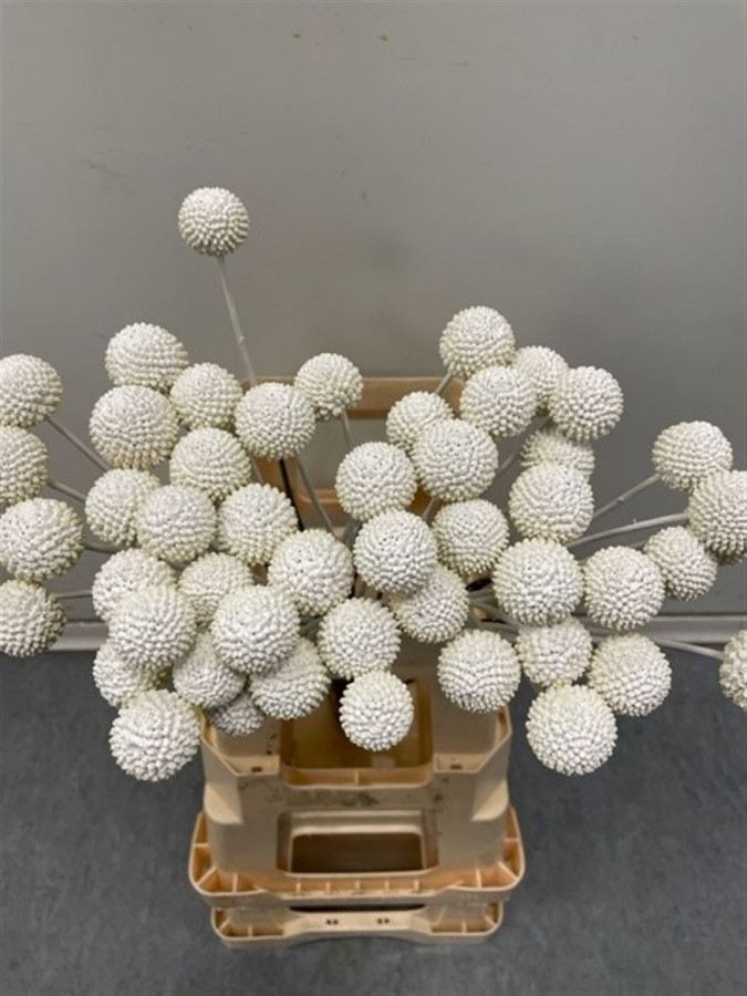 Craspedia P.White
