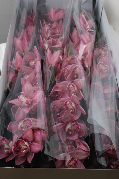 Cymb big .Dark pink