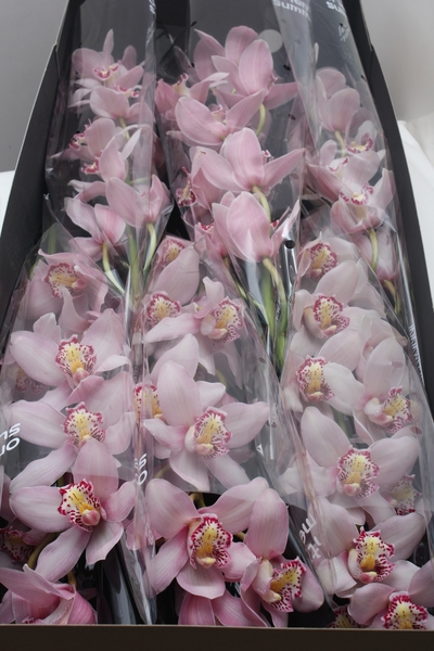Cymb big .Light pink