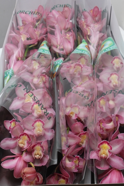 Cymb big .Pink