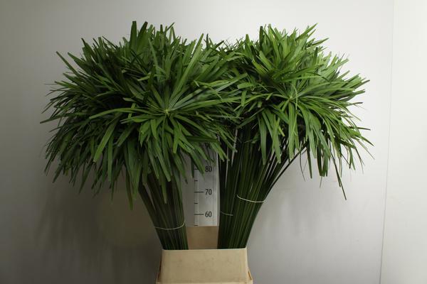 Cyperus Glaber