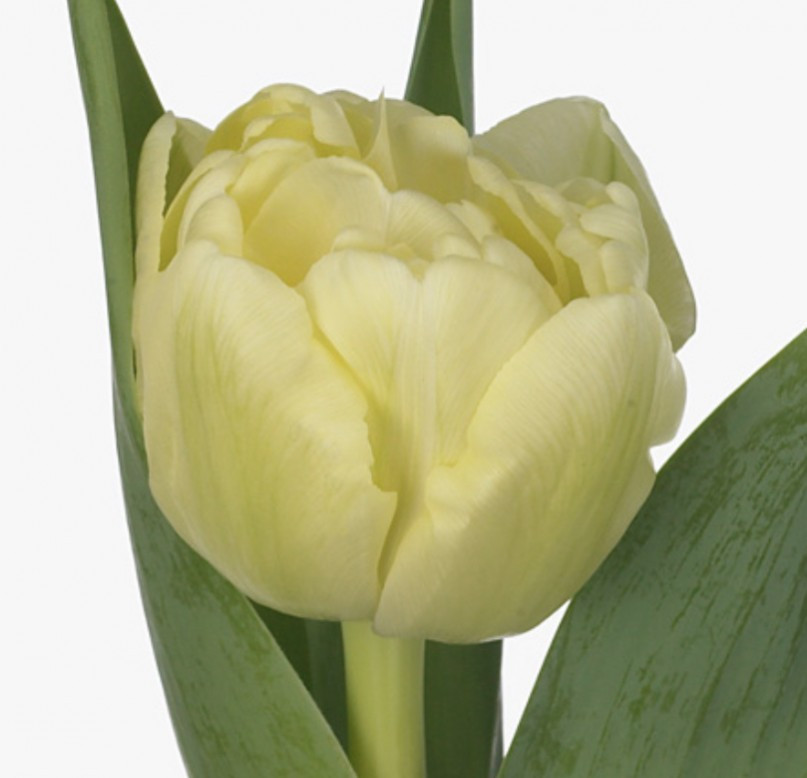 Tulp Du Avant Garde