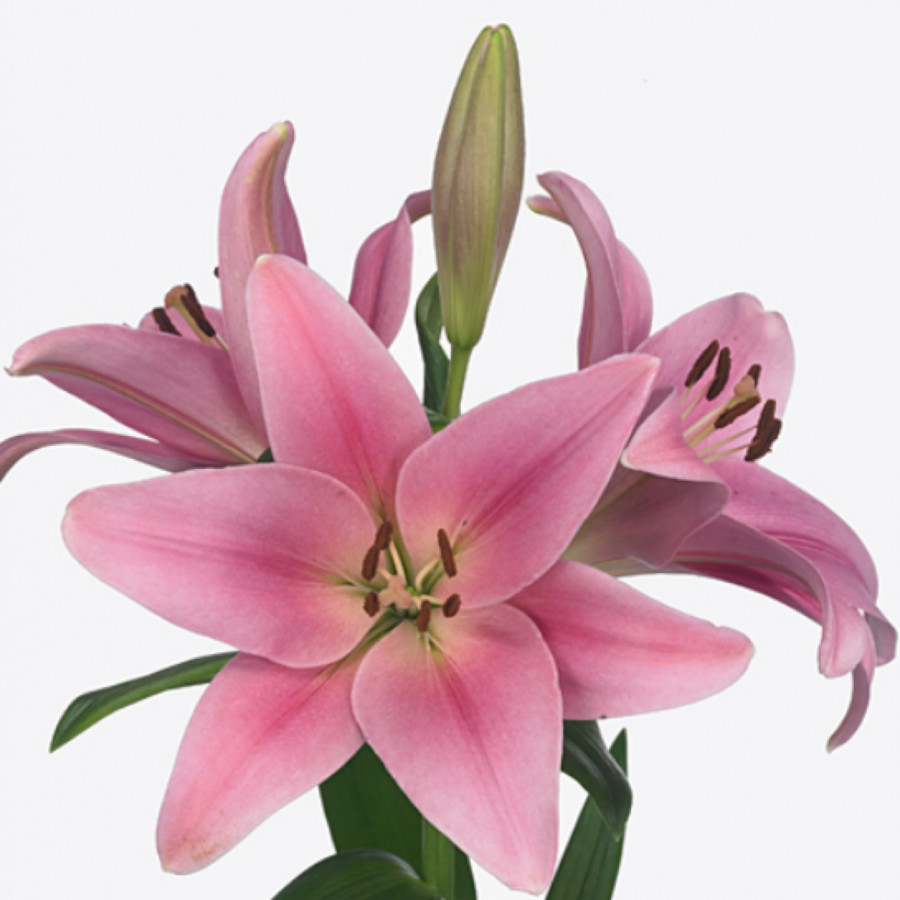 Li la .Pink