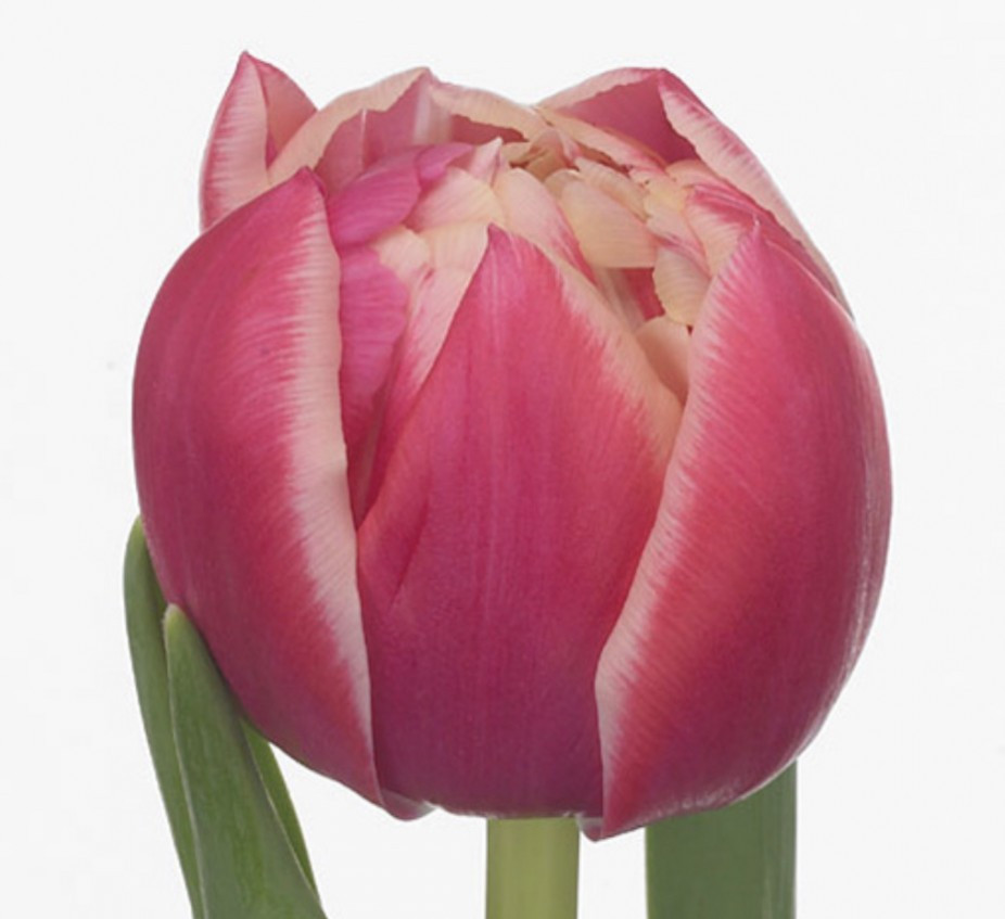 Tulp Du Columbus