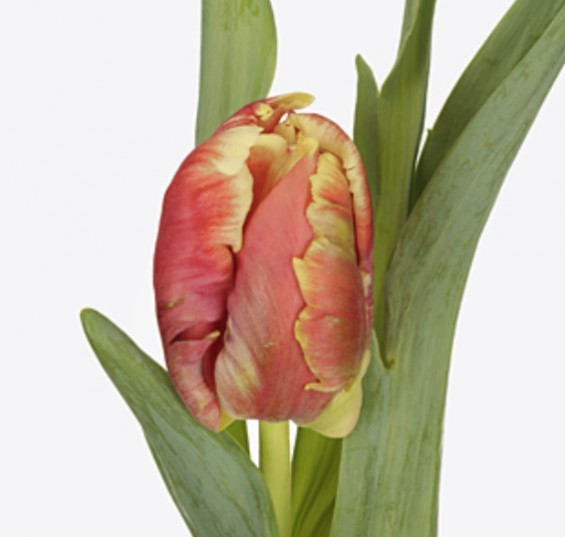 Tulp pa Dee Jay Parrot