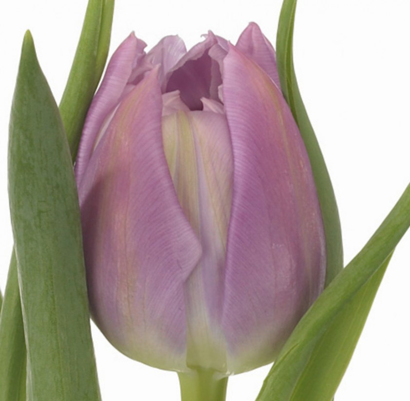 Tulp Du Double Price