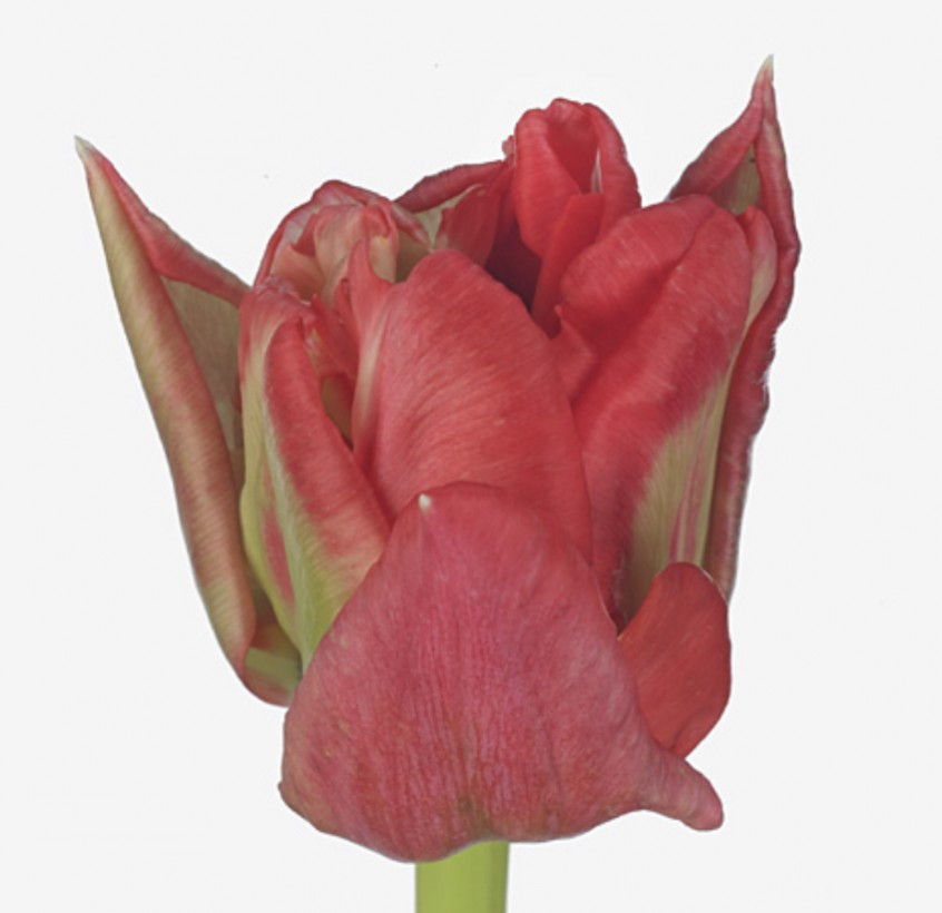 Tulp Du Double Twist
