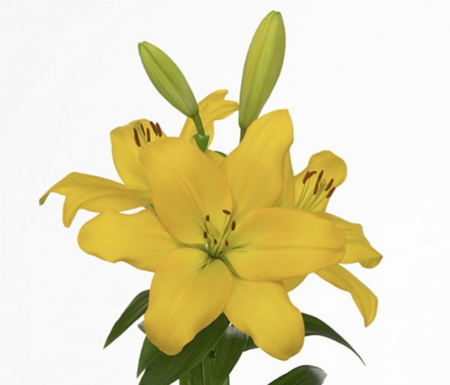 Li la .Yellow