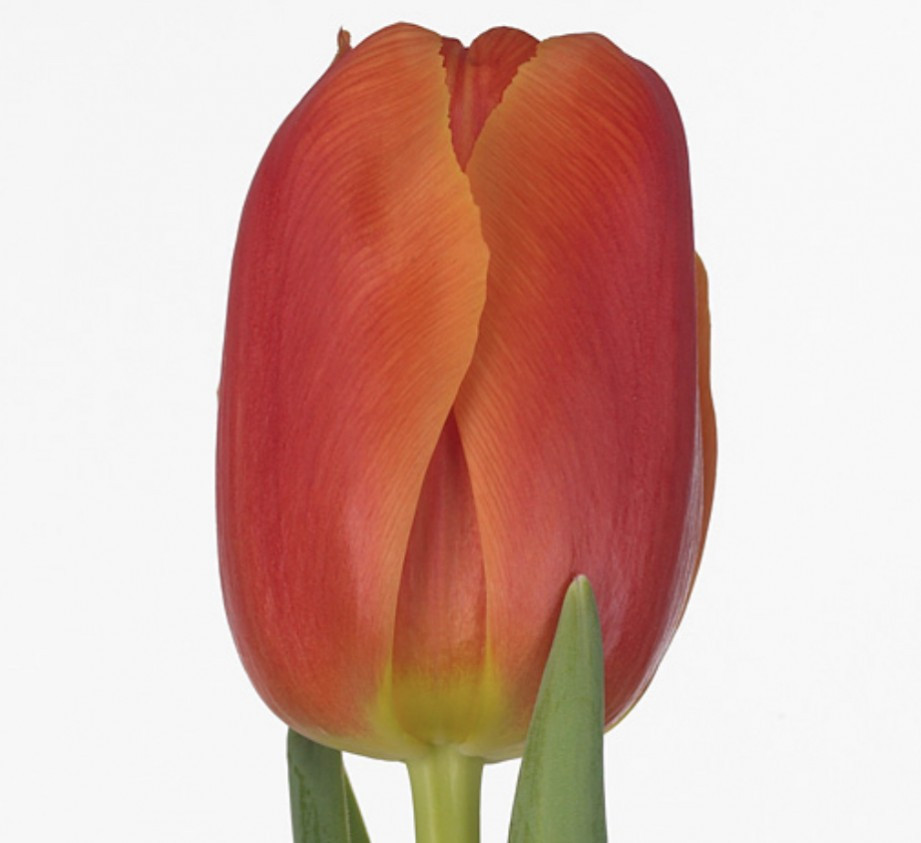 Tulp Du Icoon
