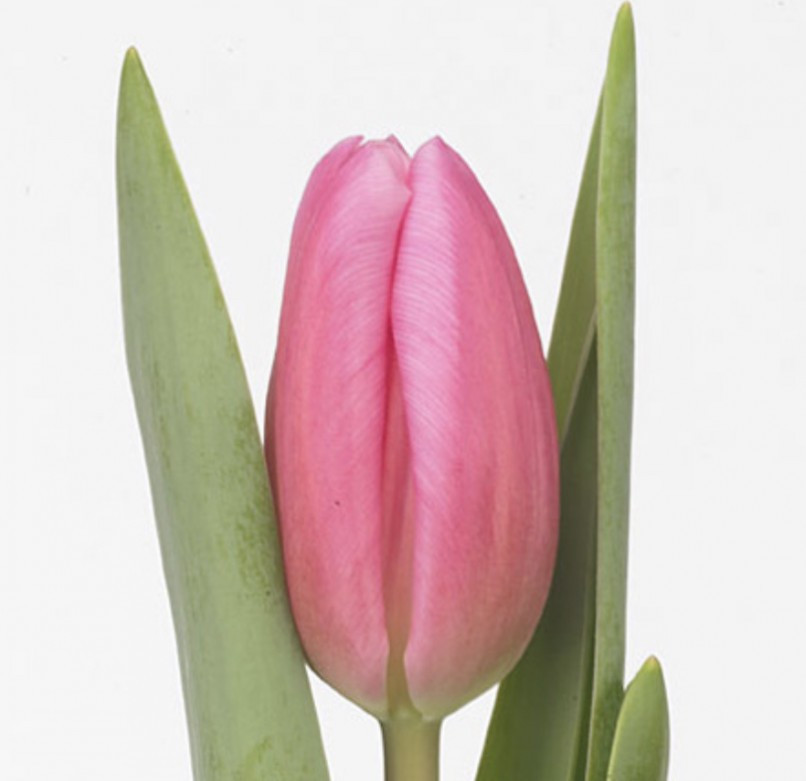 Tulpa en Jumbo Pink