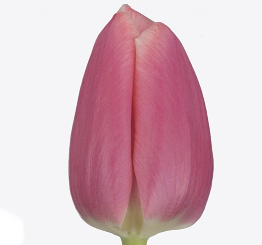 Tulpa en .Pink
