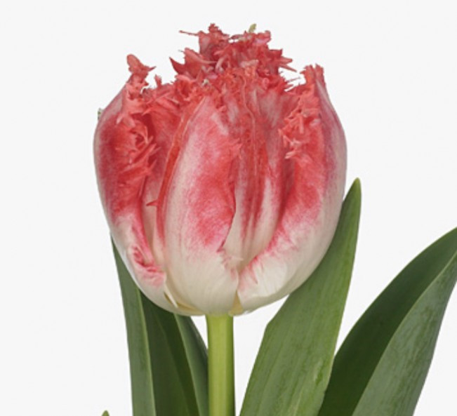 Tulp fr Neglige