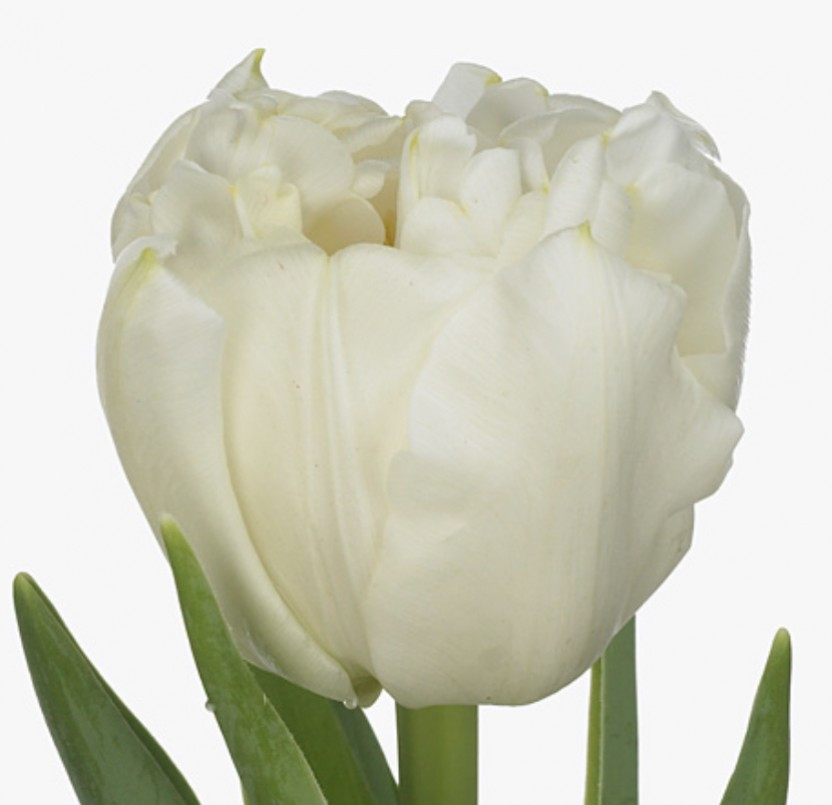 Tulp Du Northcap