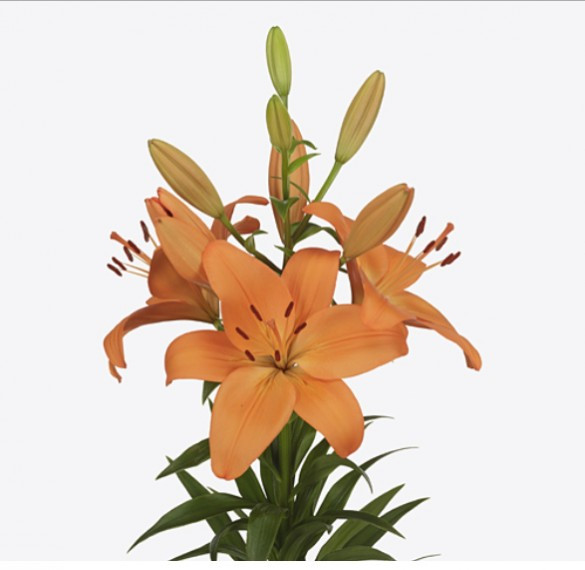 Li la .Orange