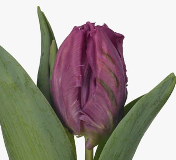 Tulp pa Prince