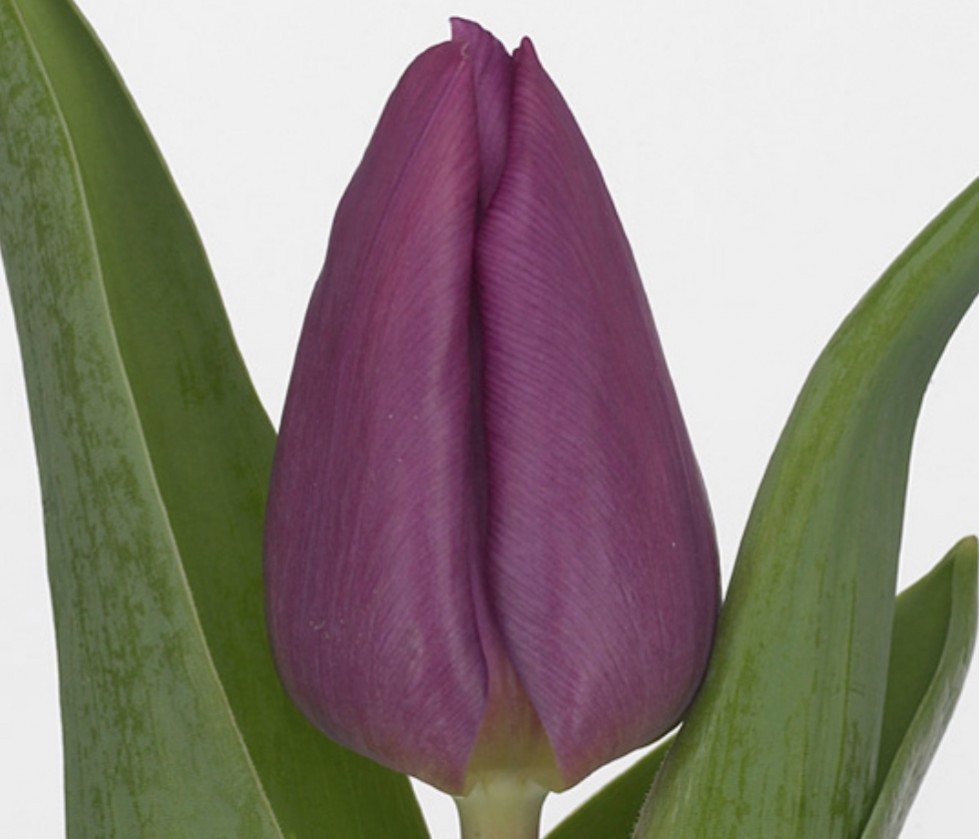 Tulpa en .Purple