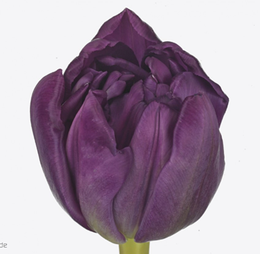 Tulp Du Python