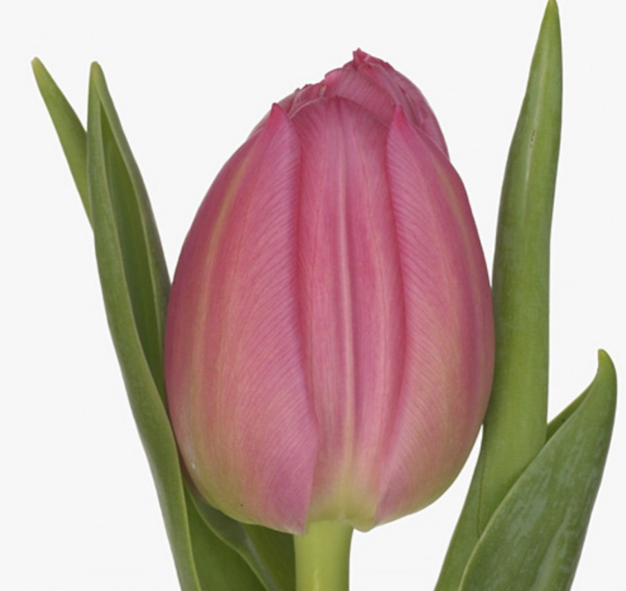 Tulp Du Queen of Marvel