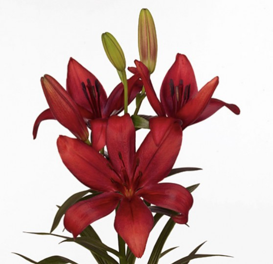 Li la .Red