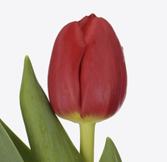 Tulpa en .Red