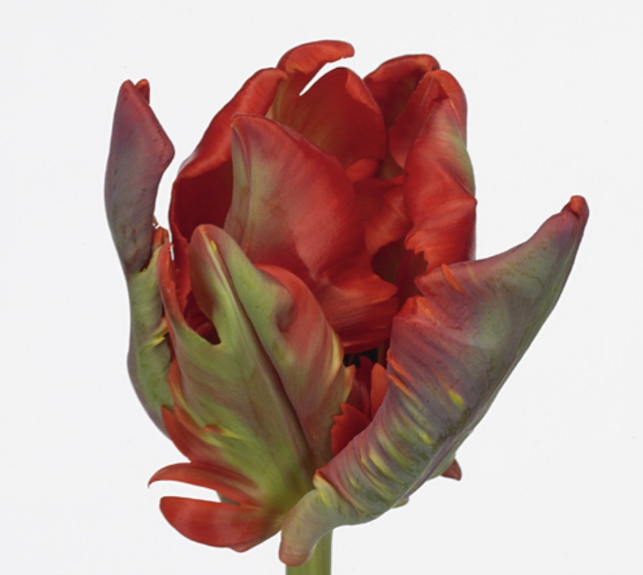Tulp pa Rococo