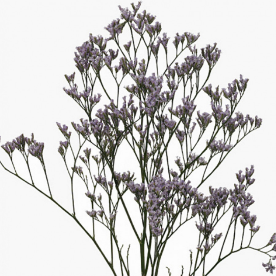 Lim. Safora Lilac