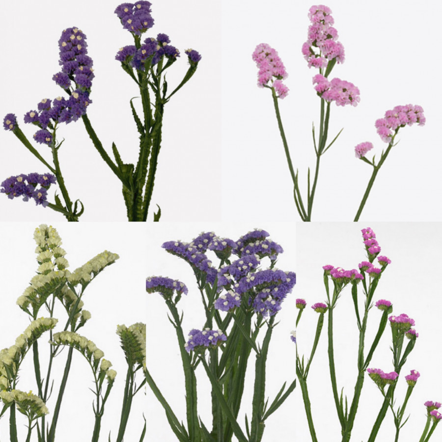 Sta. Mix in bundle