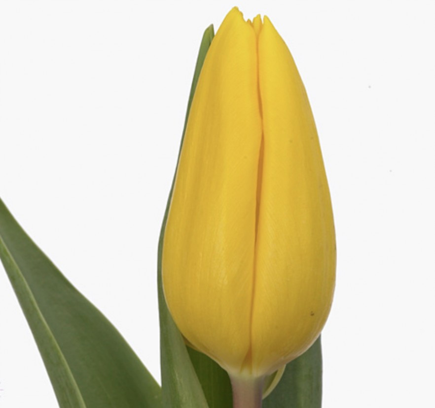 Tulpa en .Yellow