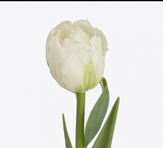 Tulp Du Fortaleza