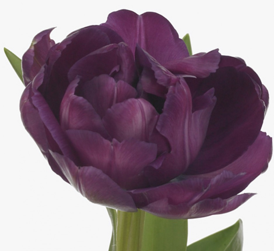 Tulp Du Blue Diamond