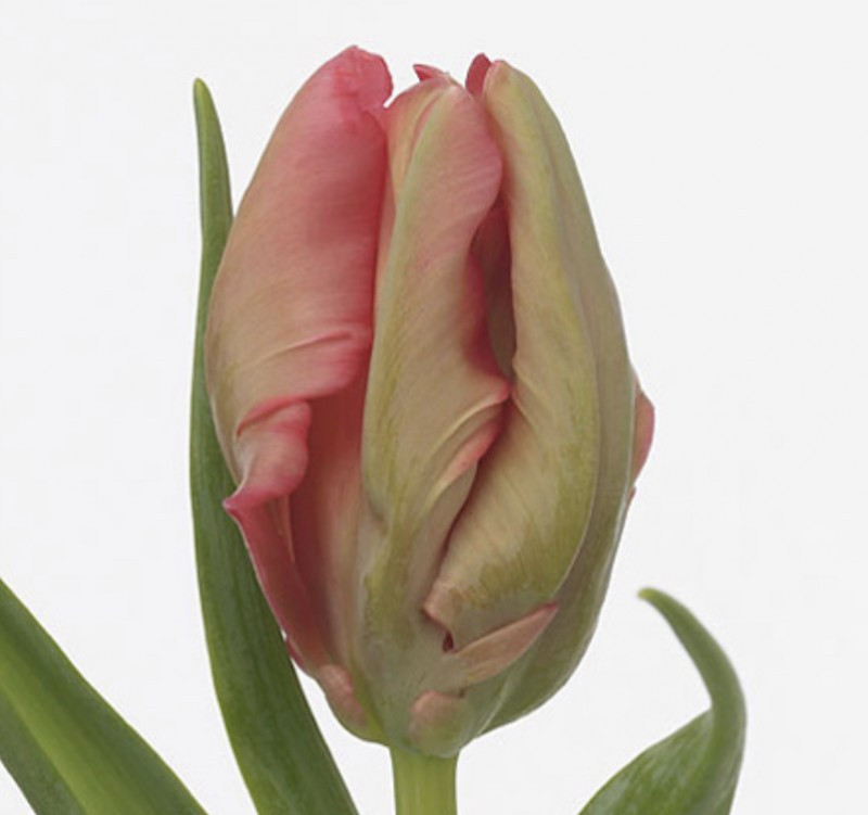 Tulp pa Carmine Parrot