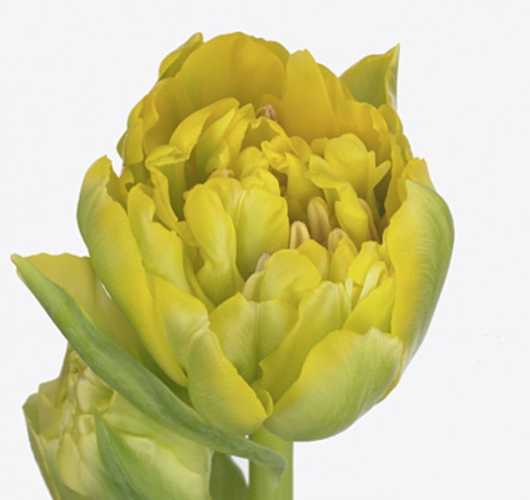 Tulp Du Homerun