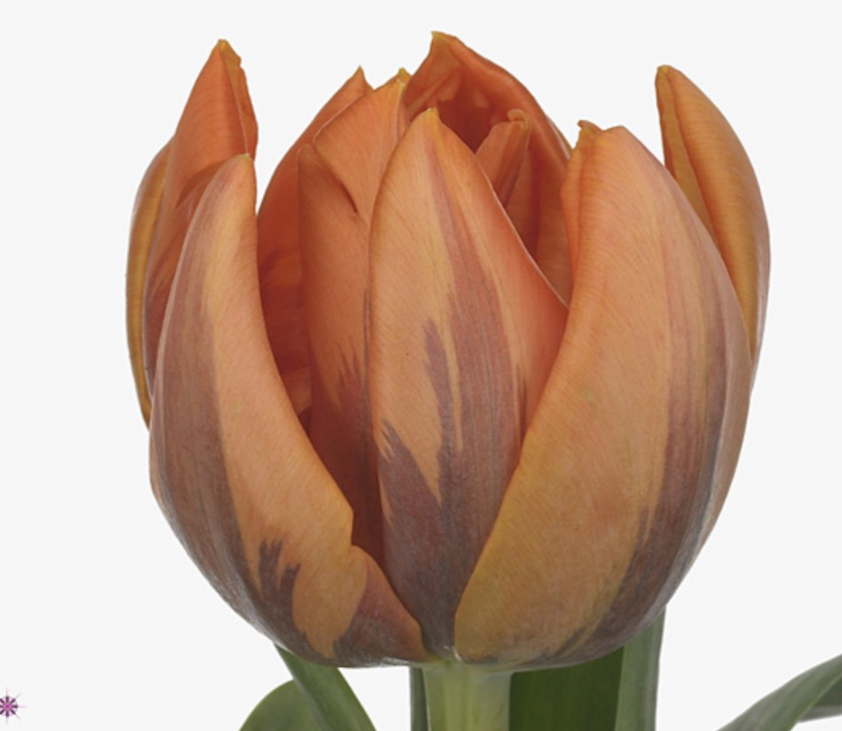 Tulp Du Orange Princes