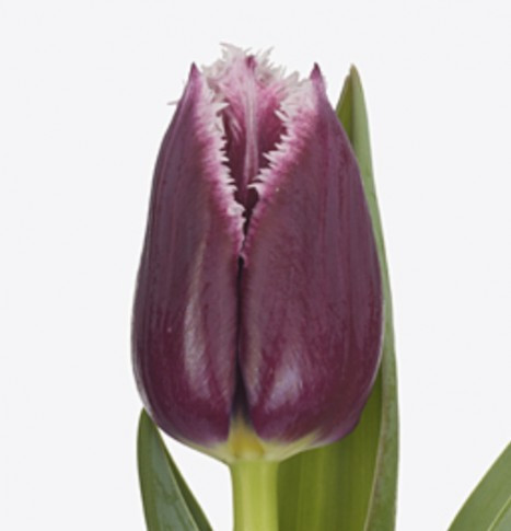 Tulp fr San Martin