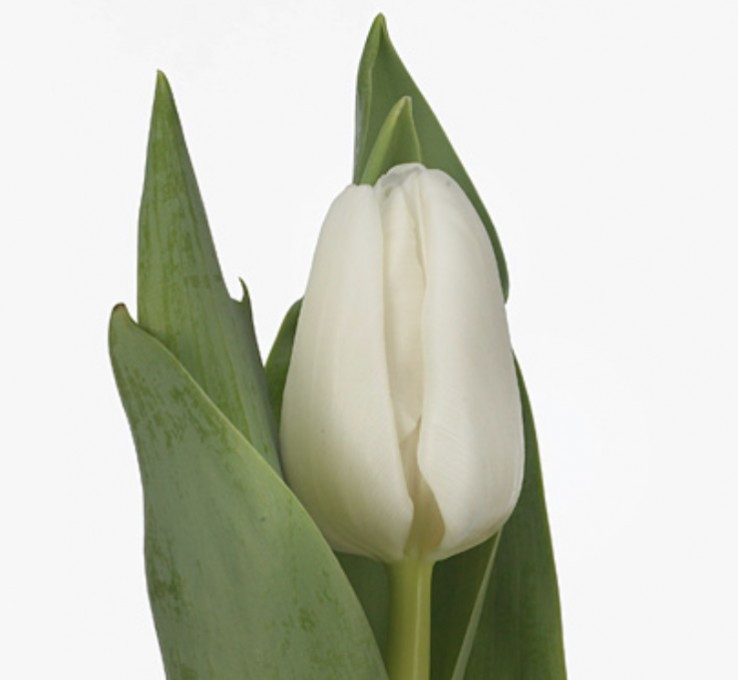 Tulpa en .White